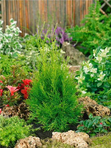 thuja pyramidalis aurea Thuja orientalis 'Pyramidalis Aurea'