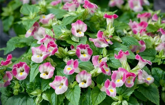 Fournier-Torenie 'Kauai'