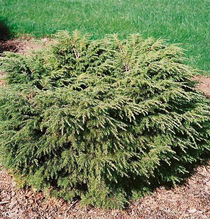 Hemlocktanne 'Gentsch White'