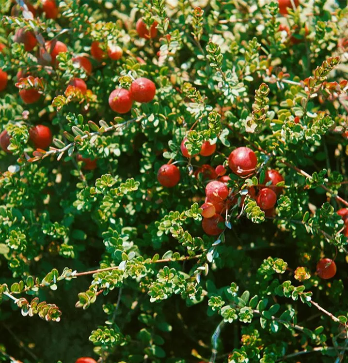 Preiselbeere 'Red Pearl'