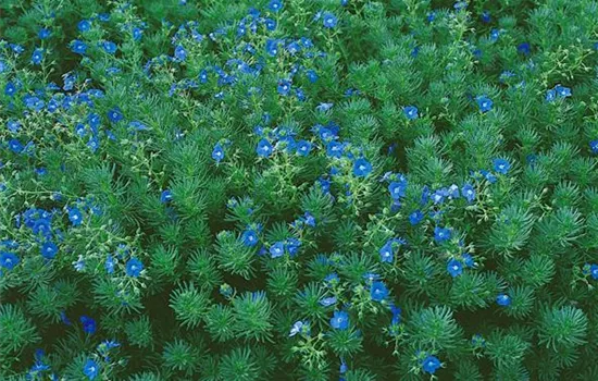 Armenischer Ehrenpreis