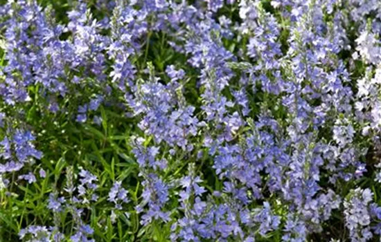 Niederliegender Ehrenpreis