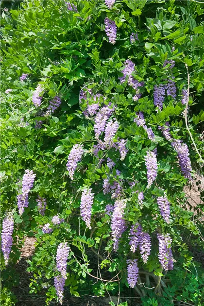 Wisteria frutescens - BAUHAUS E-Business GmbH & Co. KG