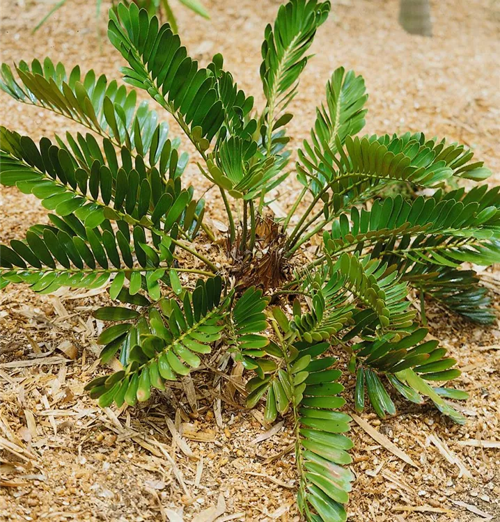 Palmfarn