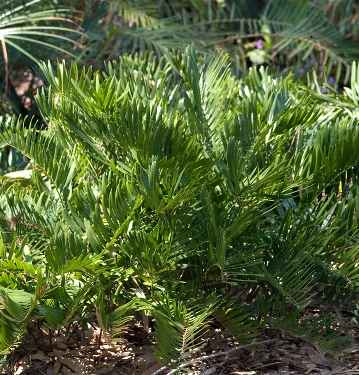 Kleiner Palmfarn