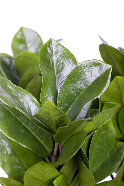 Zamioculcas zamiifolia - BAUHAUS E-Business GmbH & Co. KG