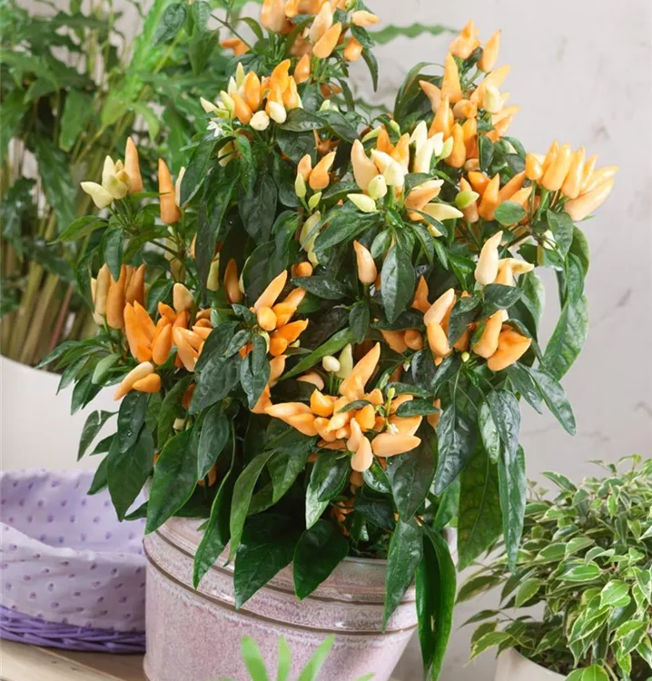Milder Gewürzpaprika 'Texana® Mild Orange
