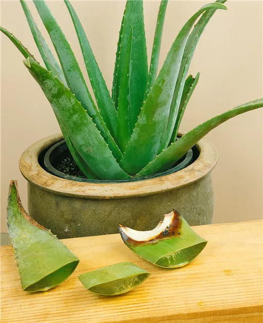 Aloe vera - BAUHAUS E-Business GmbH & Co. KG