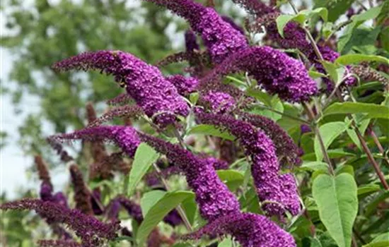 Sommerflieder
