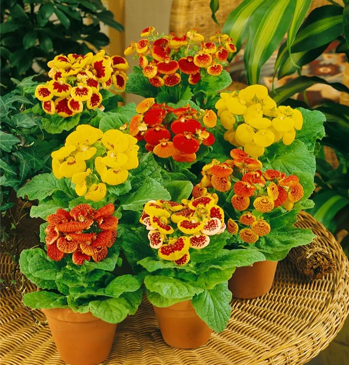 Pantoffelblume