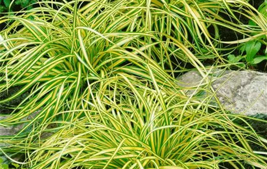 Gelbgrüne Garten-Segge