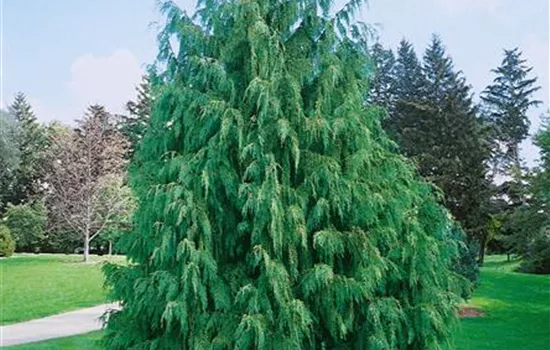 Nutka-Goldzypresse 'Pendula'