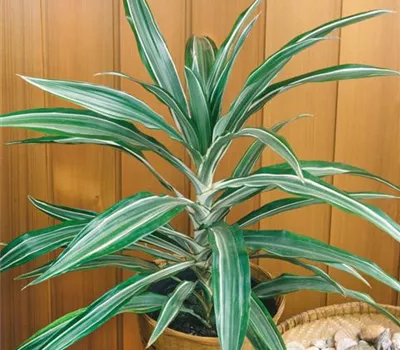 Drachenbaum