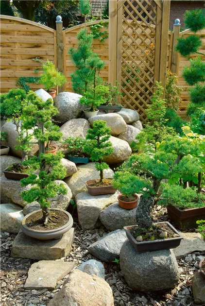 Zimmerbonsai - BAUHAUS E-Business GmbH & Co. KG