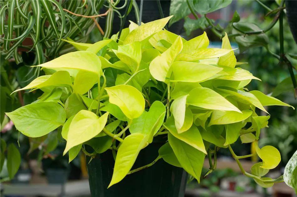 Epipremnum aureum - BAUHAUS E-Business GmbH & Co. KG