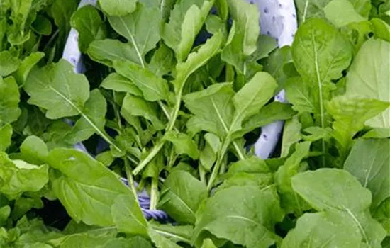 Rucola