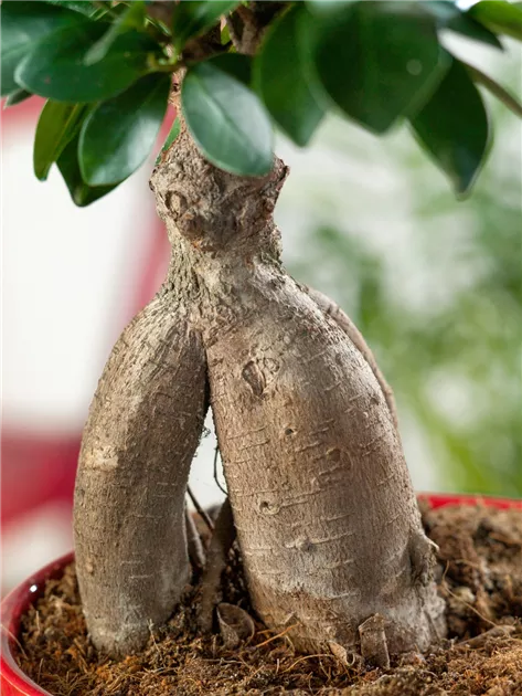 Ficus microcarpa 'Ginseng' - BAUHAUS E-Business GmbH & Co. KG