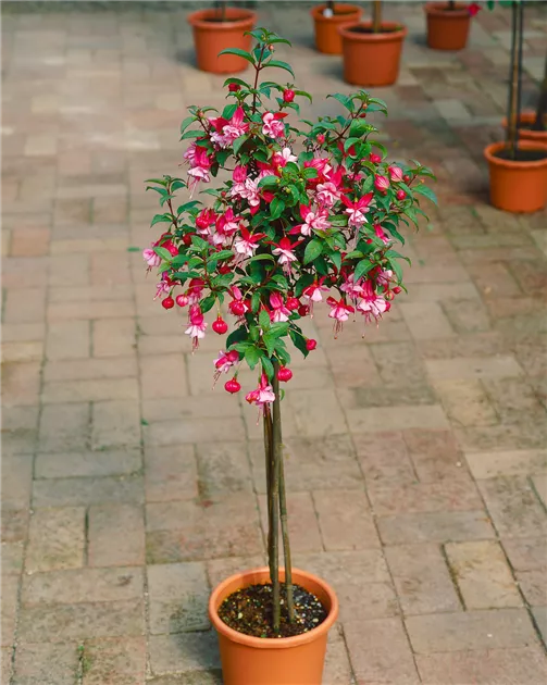 Fuchsia Hybride, Stamm - BAUHAUS E-Business GmbH & Co. KG