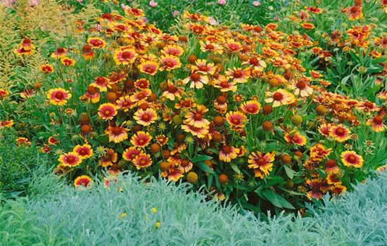 Großblumige Kokardenblume