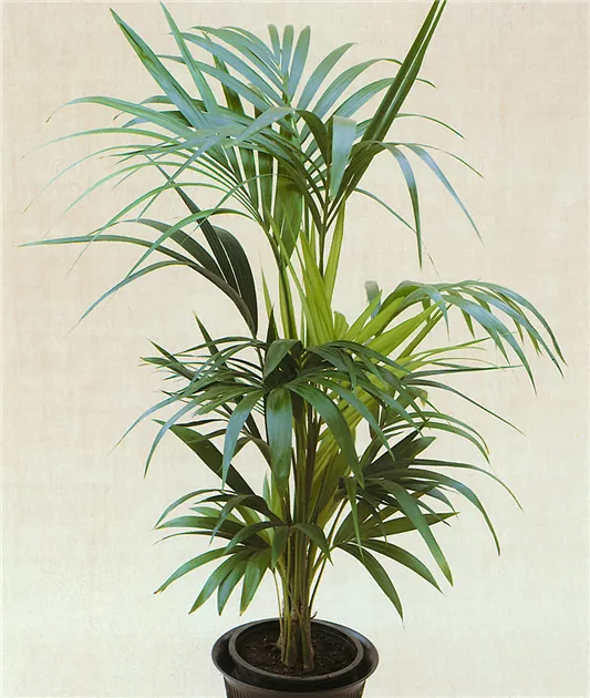 philodendron esmeraldense Philodendron Esmeraldense- Rare – Foliages.in main image 0
