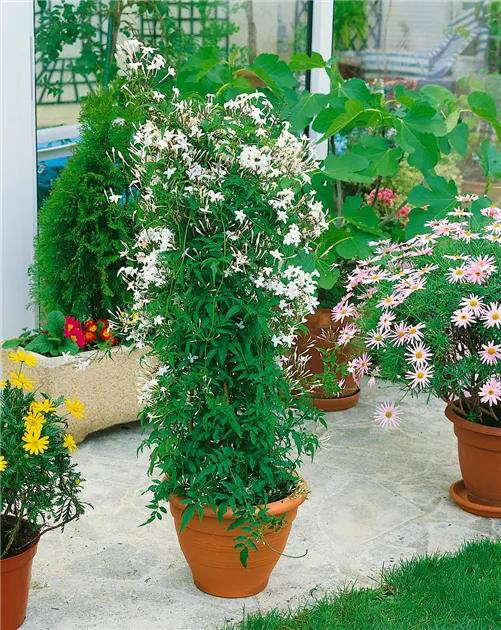 bienenweide saatgut bio GREEN MUNDO Saatgut