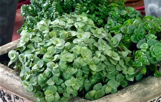 Kriechendes Schönpolster