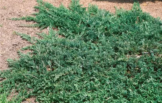 Teppichwacholder 'Wiltonii'