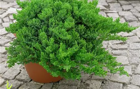 Niederer Zwergwacholder 'Nana'