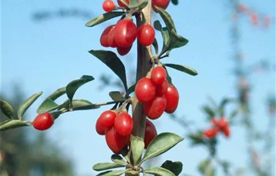 Goji-Beere