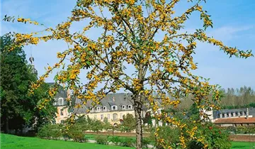 Bildvorschau