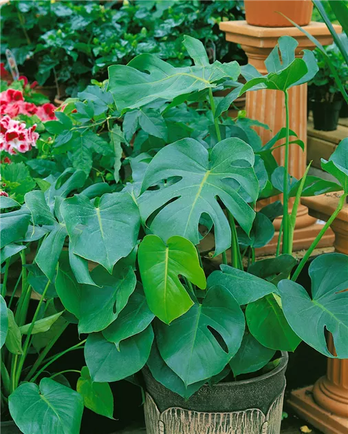 Monstera deliciosa - BAUHAUS E-Business GmbH & Co. KG