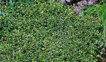 Bildvorschau