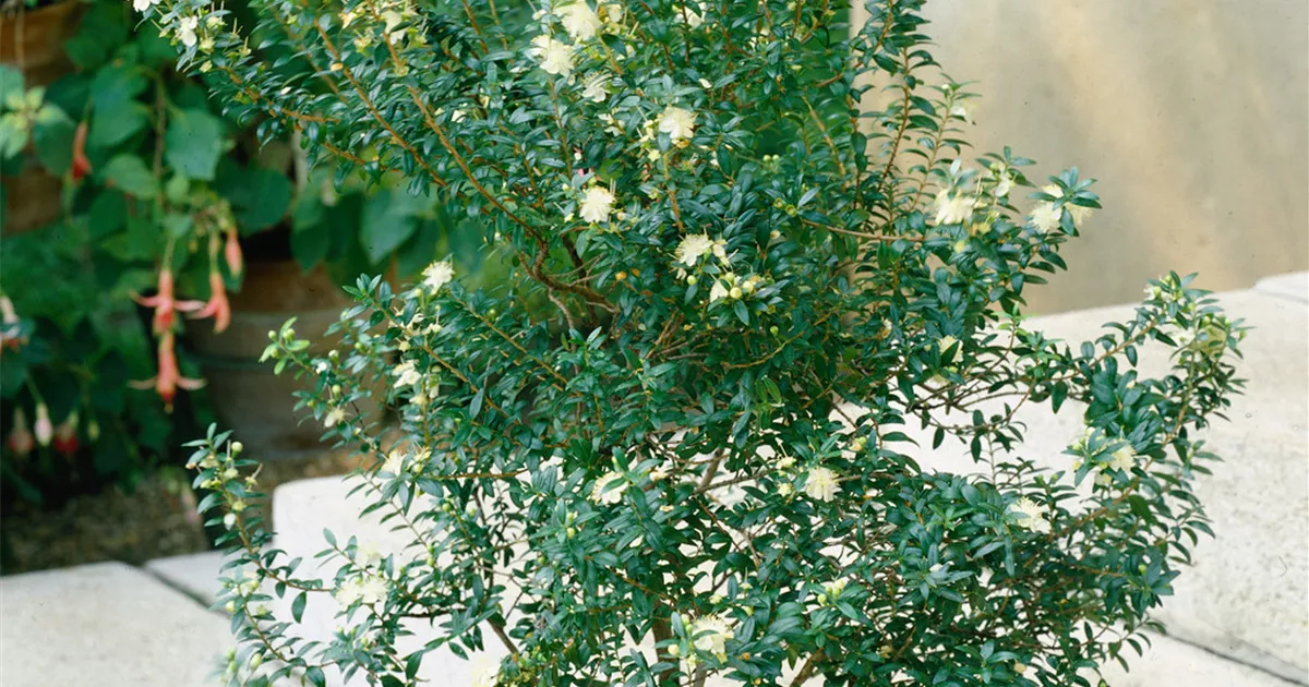 Myrtus communis - BAUHAUS E-Business GmbH & Co. KG