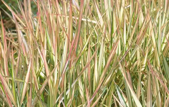 Garten-Rohr-Glanzgras 'Feesey'