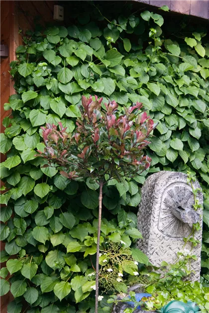 moisture probe for plants Moisture Meter
