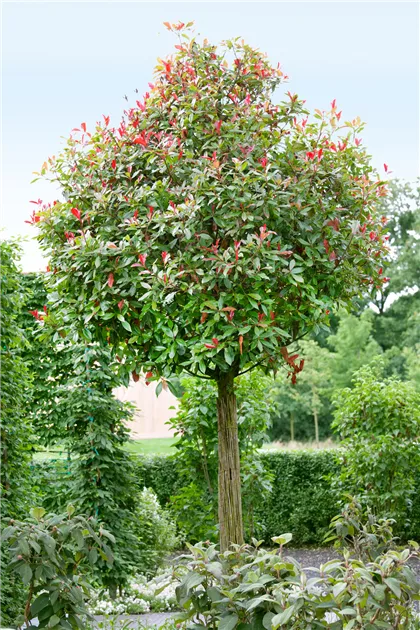 Photinia fraseri 'Red Robin', Stamm - BAUHAUS E-Business GmbH & Co. KG