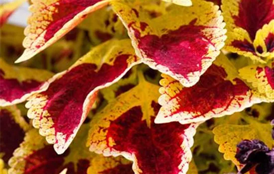 Plectranthus