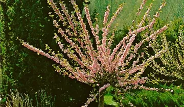 Bildvorschau
