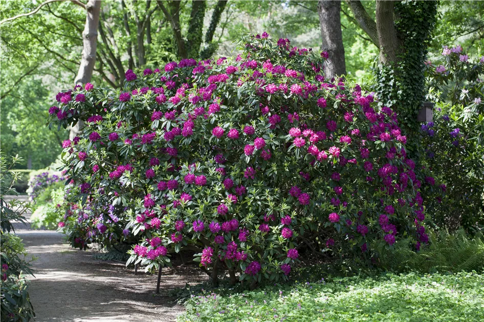 rhododendron und lavendel Lavender Queen main image 1