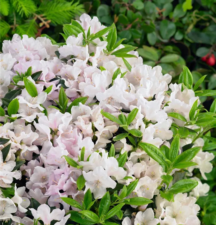 Rhododendron keleticum 'Robert Seleger'