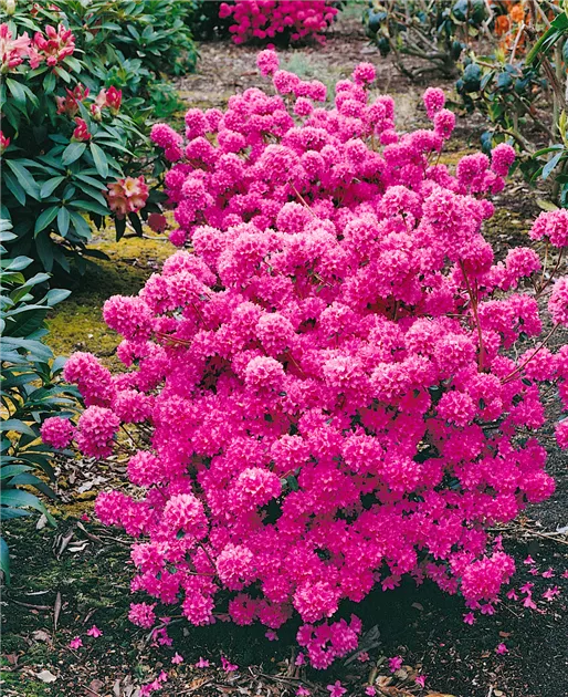 taxus media hillii 80 100 Taxus media Hillii main image 1