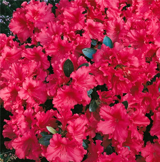 Rhododendron molle ssp. japonicum - BAUHAUS E-Business GmbH & Co. KG