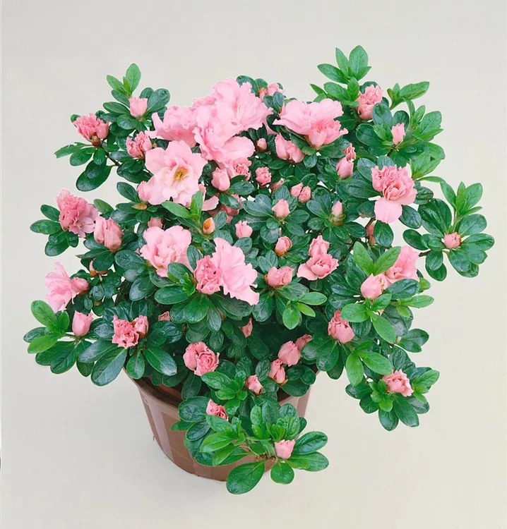Zimmerazalee 'Paloma'