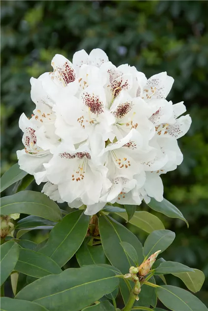 Rhododendron, INKARHO, wei - BAUHAUS E-Business GmbH & Co. KG