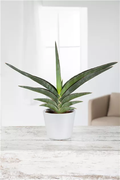 magnolie topfpflanze Magnolia grandiflora Gartenpflanze 12cm 30cm kaufen main image 0