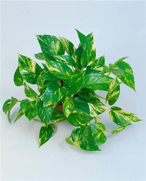 Scindapsus pictus - BAUHAUS E-Business GmbH & Co. KG