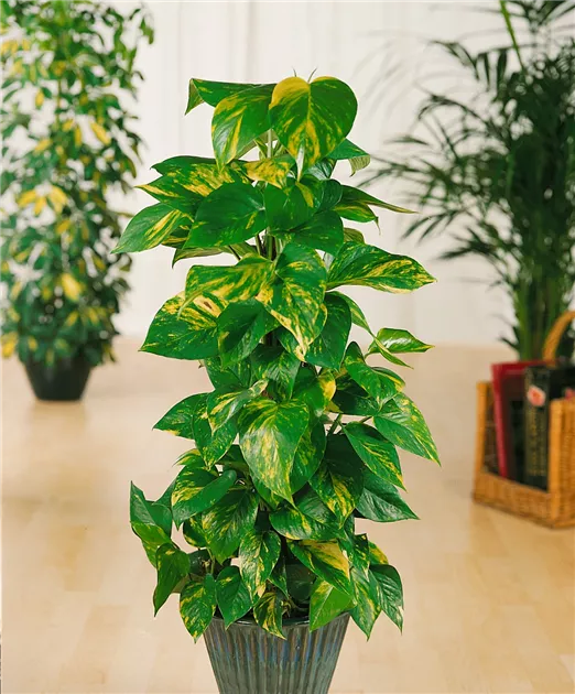 eibe oder liguster Ovalblättriger Liguster (Ligustrum ovalifolium) | 125-150 cm im Topf