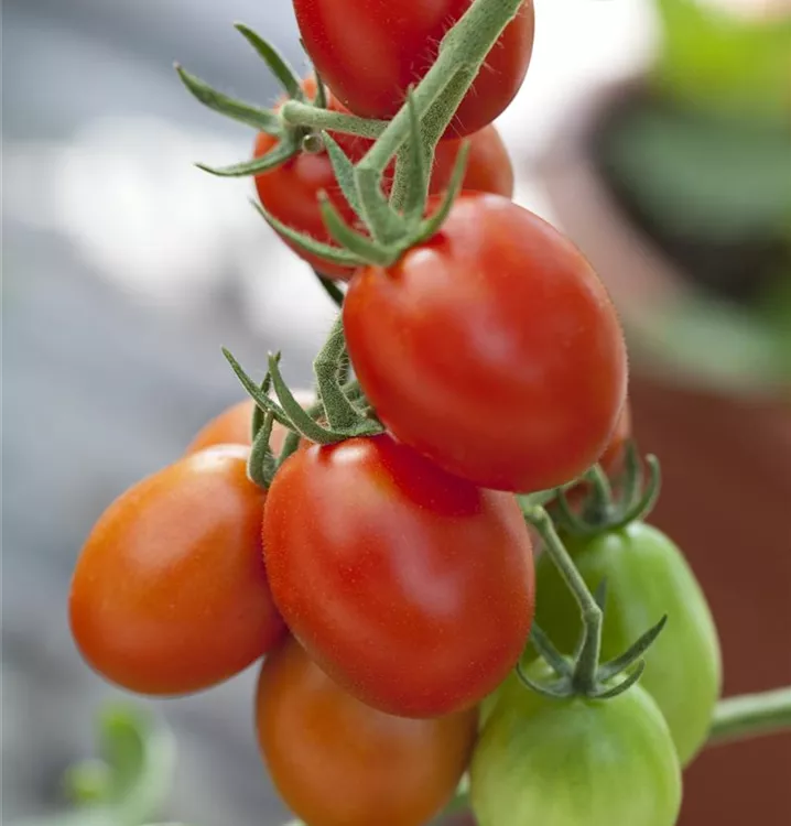 Kirschtomate 'Bolstar Baloe'