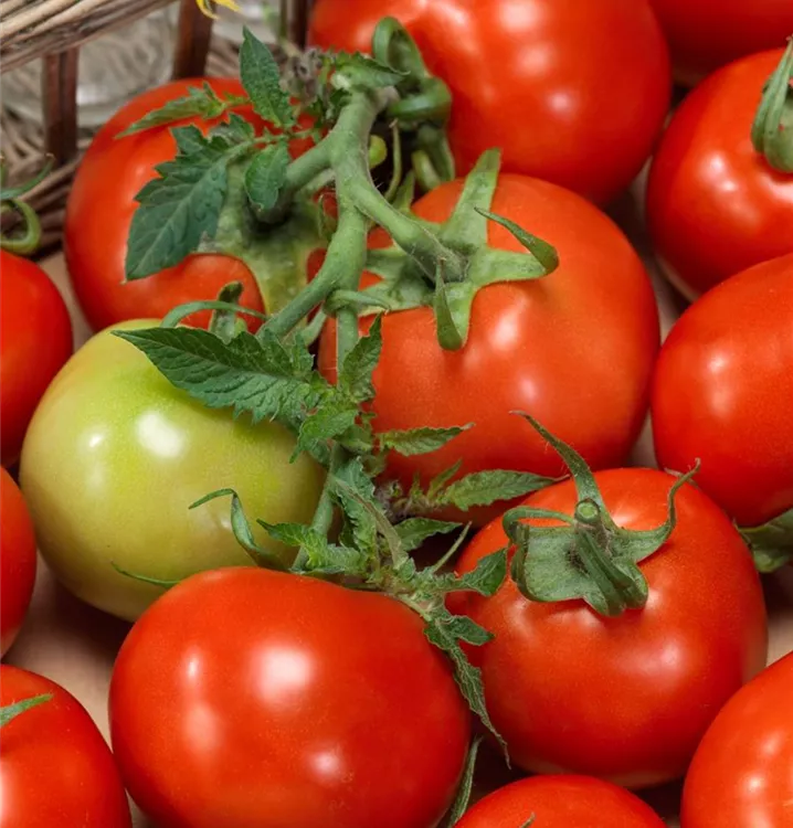 Tomate 'Phantasia'