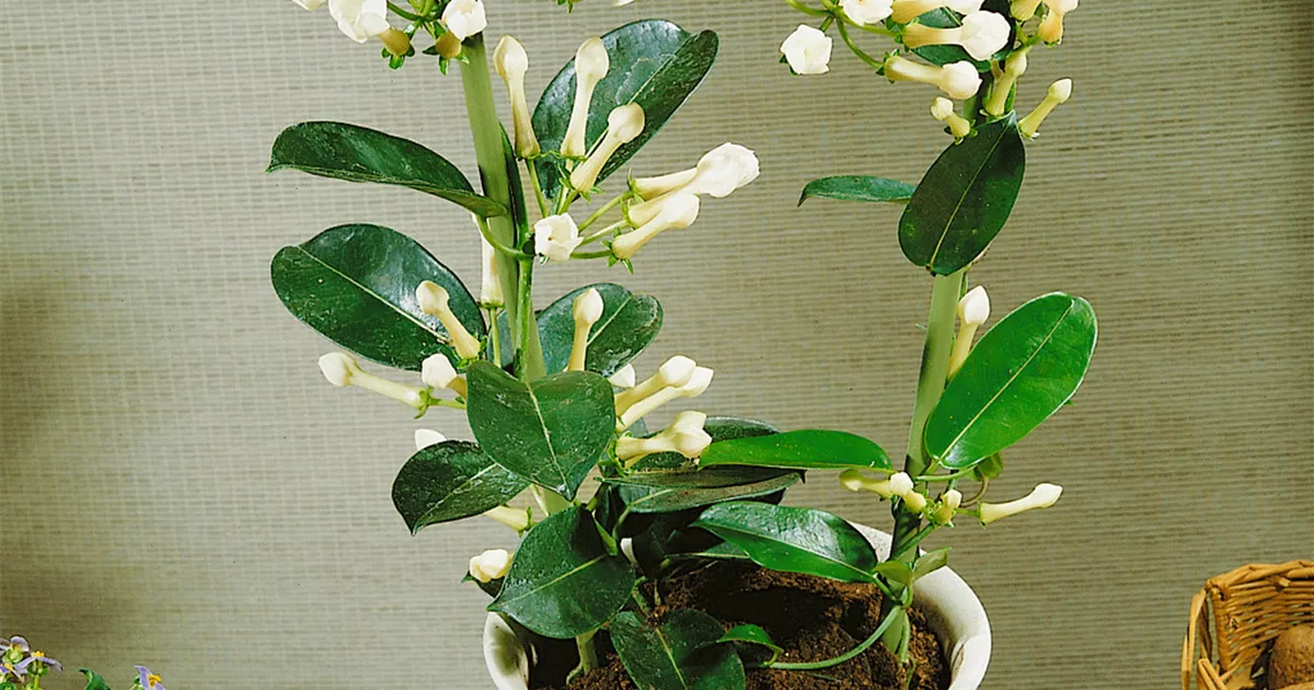 Stephanotis floribunda - BAUHAUS E-Business GmbH & Co. KG